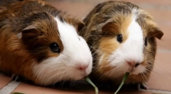 Kako določiti tla morskega prašiča